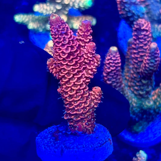 O3-A04-M10 || KFC Solomon Island Millepora SPS Frag WYSIWYG