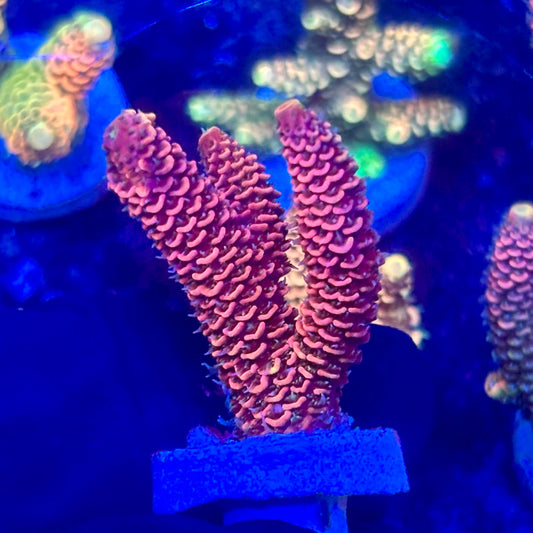 O3-A05-M10 || KFC Solomon Island Millepora SPS Frag WYSIWYG