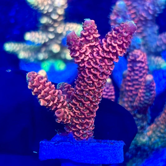O3-A06-M10 || KFC Solomon Island Millepora SPS Frag WYSIWYG