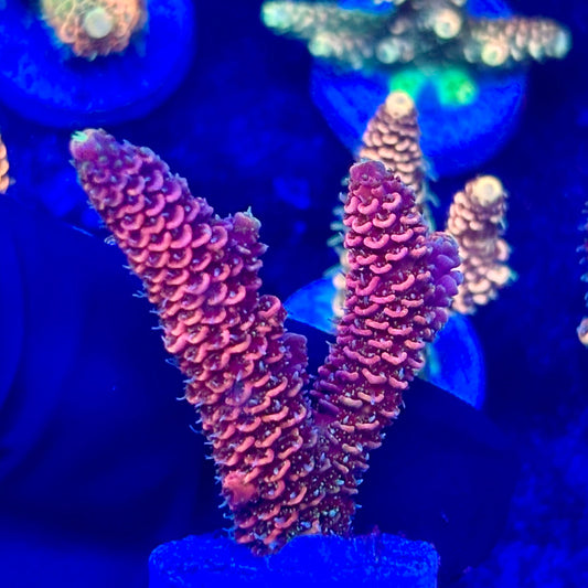 O3-A07-M10 || KFC Solomon Island Millepora SPS Frag WYSIWYG