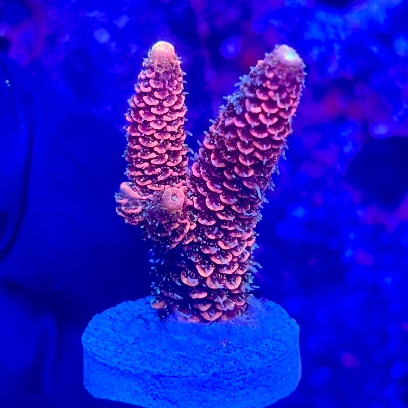 O3-B01-M10 || KFC Solomon Island Millepora SPS Frag WYSIWYG