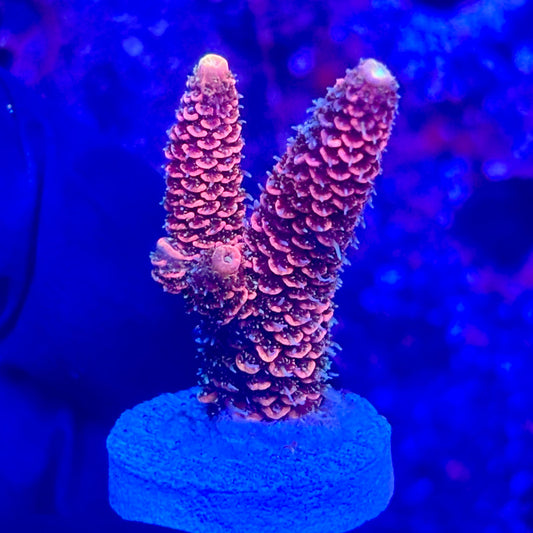 O3-B01-M10 || KFC Solomon Island Millepora SPS Frag WYSIWYG