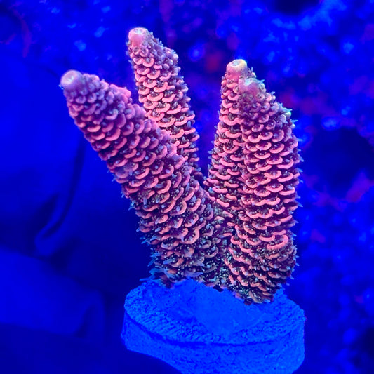 O3-B02-M10 || KFC Solomon Island Millepora SPS Frag WYSIWYG