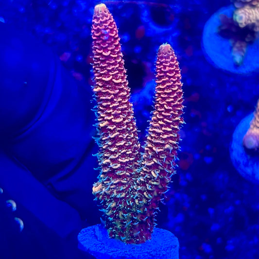 O3-B03-M10 || KFC Solomon Island Millepora SPS Frag WYSIWYG