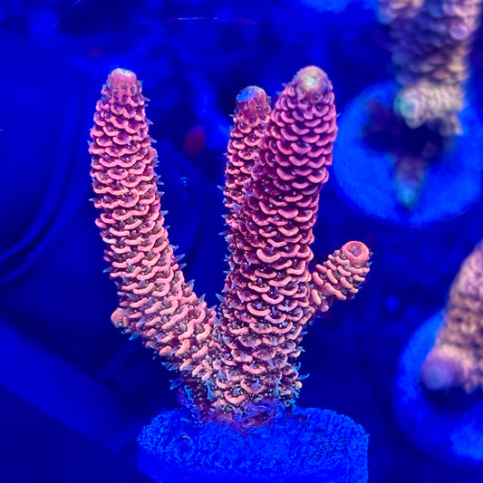 O3-B04-M10 || KFC Solomon Island Millepora SPS Frag WYSIWYG
