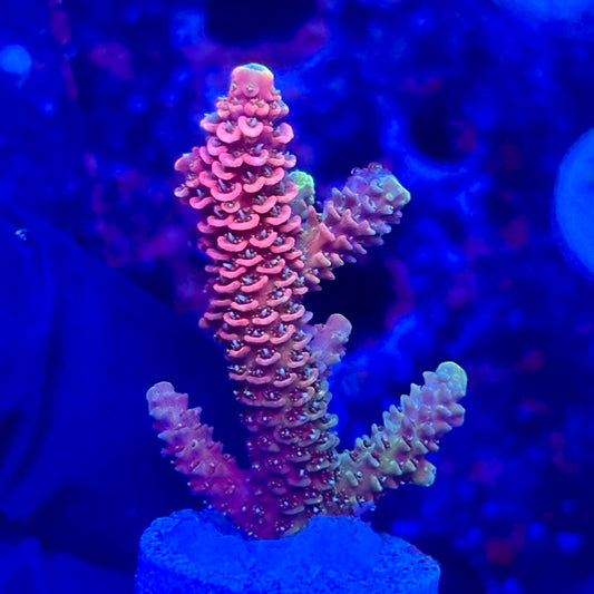 O3-B05-M10 || KFC Solomon Island Millepora SPS Frag WYSIWYG