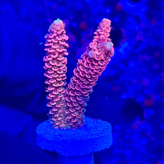 O3-B06-M10 || KFC Solomon Island Millepora SPS Frag WYSIWYG