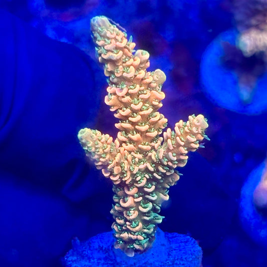 O3-B07-M10 || KFC Solomon Island Millepora SPS Frag WYSIWYG
