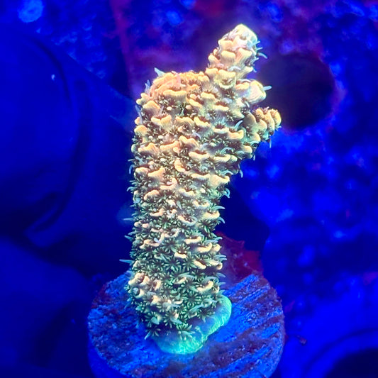 O3-C01-M10 || KFC Solomon Island Millepora SPS Frag WYSIWYG