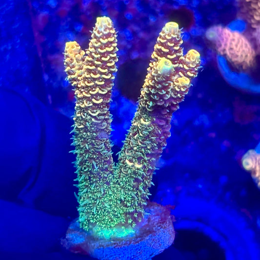 O3-C02-M10 || KFC Solomon Island Millepora SPS Frag WYSIWYG