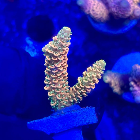 O3-C03-M10 || KFC Solomon Island Millepora SPS Frag WYSIWYG