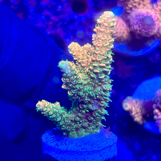 O3-C04-M10 || KFC Solomon Island Millepora SPS Frag WYSIWYG