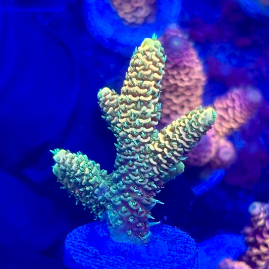 O3-C05-M10 || KFC Solomon Island Millepora SPS Frag WYSIWYG