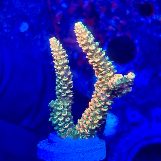 O3-C06-M10 || KFC Solomon Island Millepora SPS Frag WYSIWYG