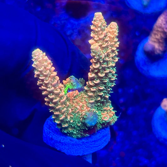 O3-C07-M10 || KFC Solomon Island Millepora SPS Frag WYSIWYG