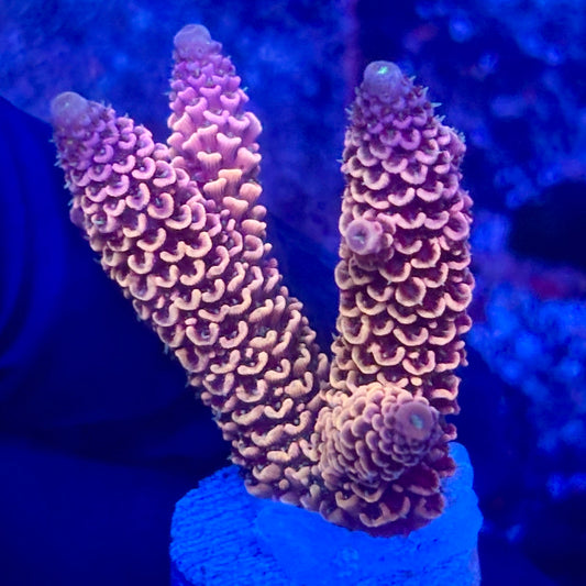 O3-D02-M10 || KFC Solomon Island Millepora SPS Frag WYSIWYG