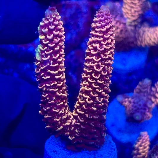 O3-D03-M10 || KFC Solomon Island Millepora SPS Frag WYSIWYG