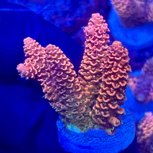 O3-D05-M10 || KFC Solomon Island Millepora SPS Frag WYSIWYG
