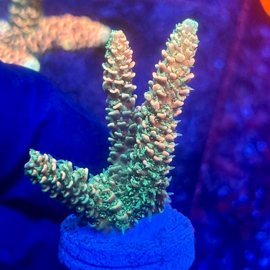 O3-D06-M10 || KFC Solomon Island Millepora SPS Frag WYSIWYG