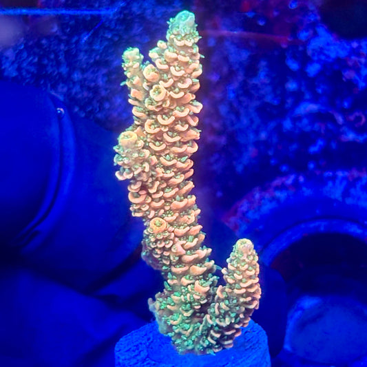 O3-D07-M10 || KFC Solomon Island Millepora SPS Frag WYSIWYG