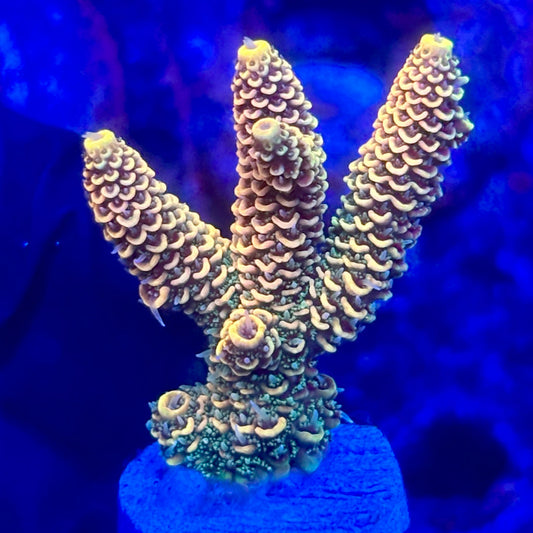 O3-E01-M10 || KFC Solomon Island Millepora SPS Frag WYSIWYG