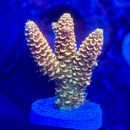 O3-E02-M10 || KFC Solomon Island Millepora SPS Frag WYSIWYG