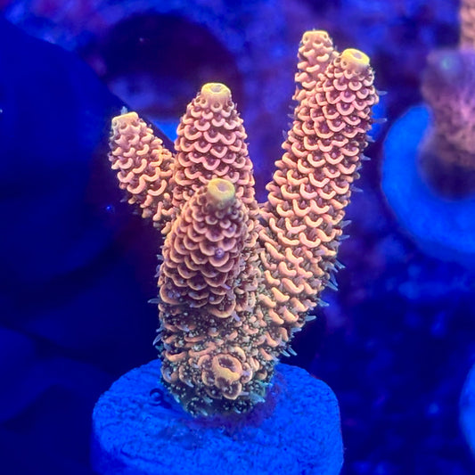 O3-E03-M10 || KFC Solomon Island Millepora SPS Frag WYSIWYG