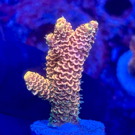 O3-E04-M10 || KFC Solomon Island Millepora SPS Frag WYSIWYG