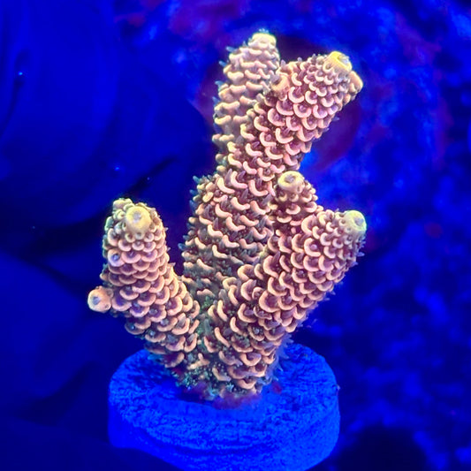 O3-E05-M10 || KFC Solomon Island Millepora SPS Frag WYSIWYG