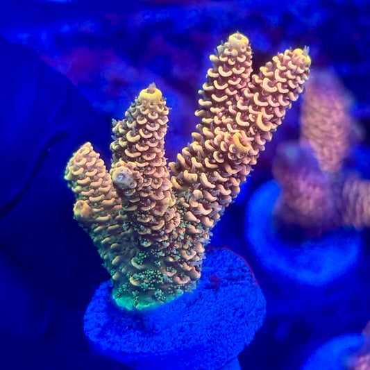 O3-E06-M10 || KFC Solomon Island Millepora SPS Frag WYSIWYG