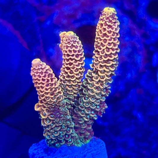 O3-E07-M10 || KFC Solomon Island Millepora SPS Frag WYSIWYG