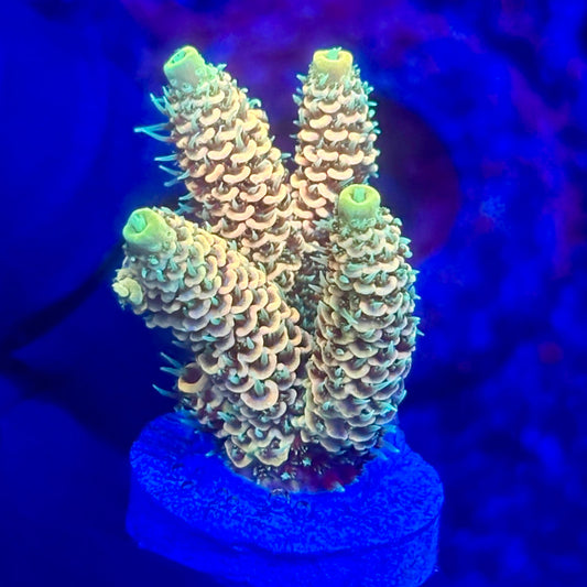 O3-F01-M10 || KFC Solomon Island Millepora SPS Frag WYSIWYG