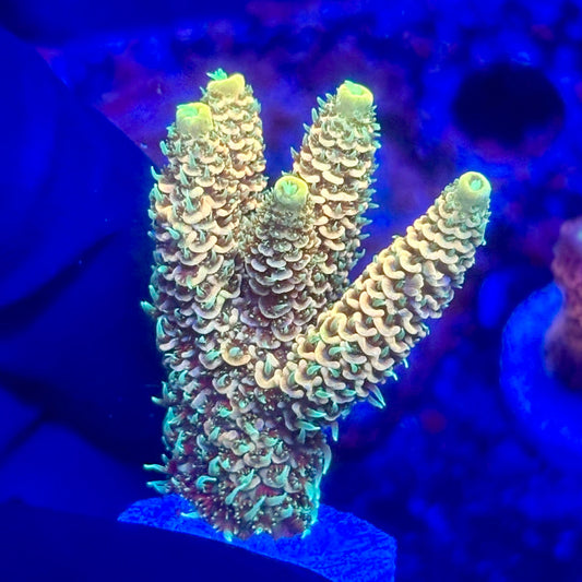 O3-F02-M10 || KFC Solomon Island Millepora SPS Frag WYSIWYG