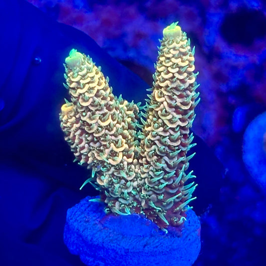 O3-F03-M10 || KFC Solomon Island Millepora SPS Frag WYSIWYG