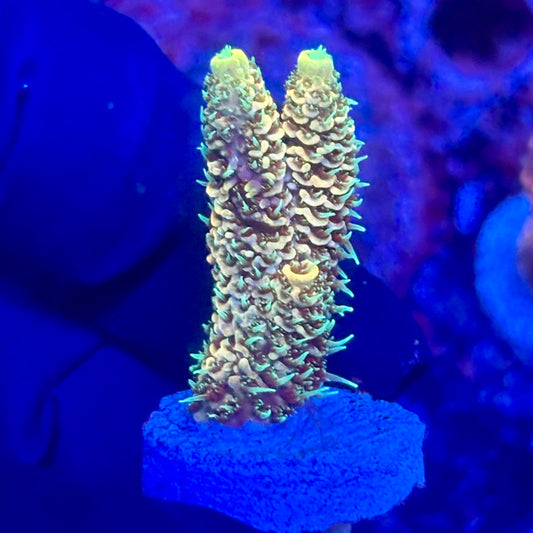 O3-F04-M10 || KFC Solomon Island Millepora SPS Frag WYSIWYG