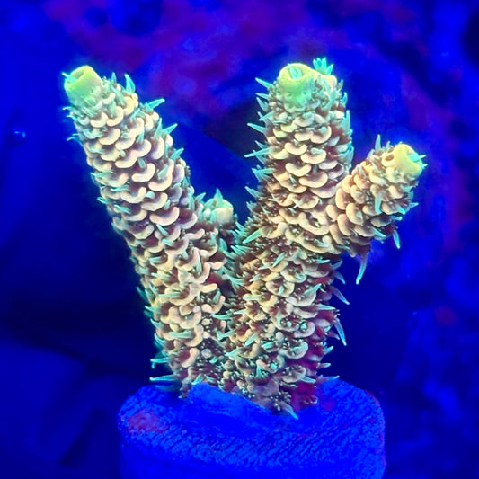 O3-F05-M10 || KFC Solomon Island Millepora SPS Frag WYSIWYG