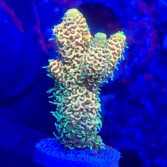 O3-F06-M10 || KFC Solomon Island Millepora SPS Frag WYSIWYG