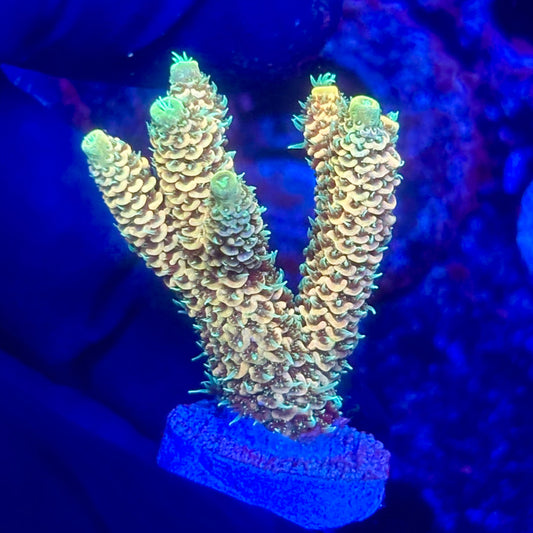 O3-F07-M10 || KFC Solomon Island Millepora SPS Frag WYSIWYG
