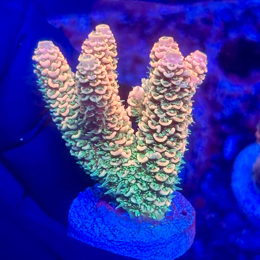 O3-G01-M10 || KFC Solomon Island Millepora SPS Frag WYSIWYG