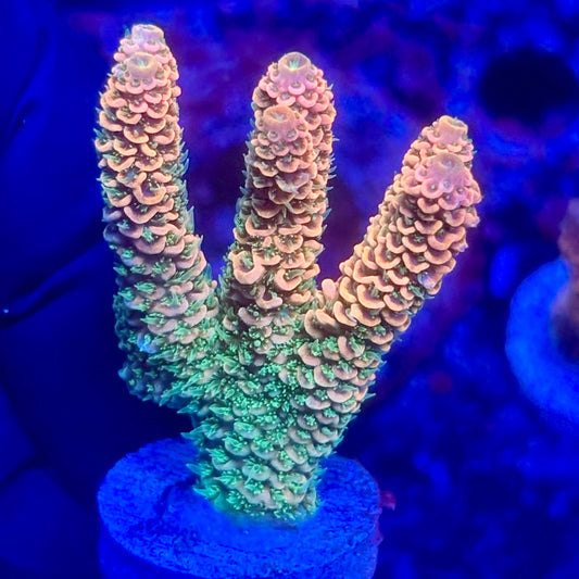 O3-G02-M10 || KFC Solomon Island Millepora SPS Frag WYSIWYG