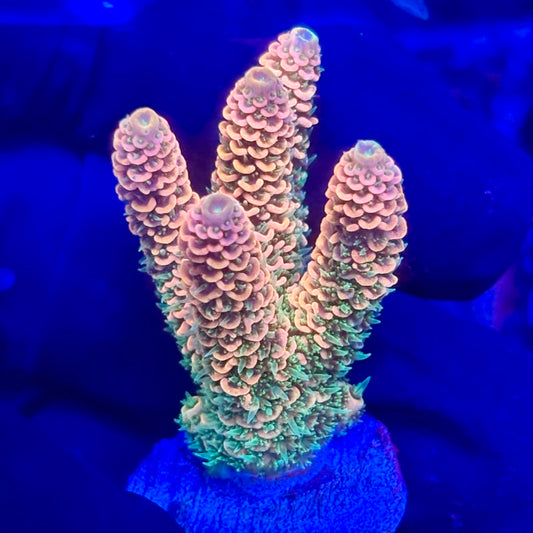 O3-G03-M10 || KFC Solomon Island Millepora SPS Frag WYSIWYG
