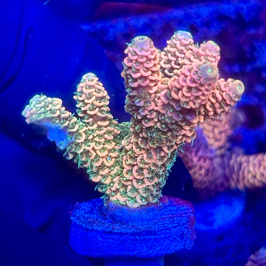 O3-G05-M10 || KFC Solomon Island Millepora SPS Frag WYSIWYG