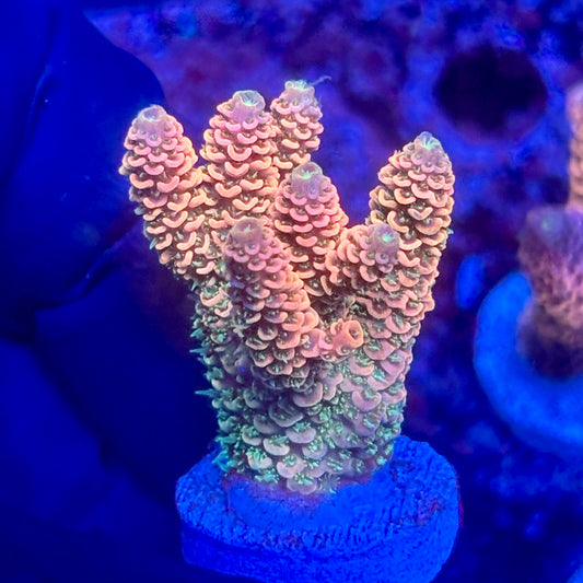 O3-G06-M10 || KFC Solomon Island Millepora SPS Frag WYSIWYG