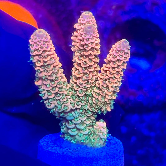 O3-G07-M10 || KFC Solomon Island Millepora SPS Frag WYSIWYG