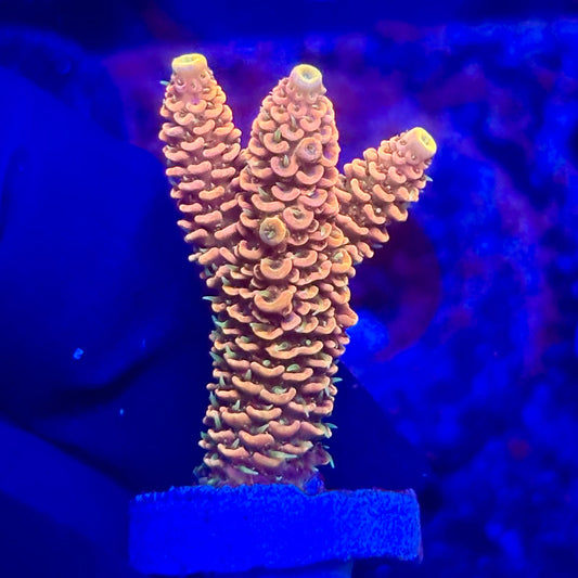 O3-H02-M10 || KFC Solomon Island Millepora SPS Frag WYSIWYG