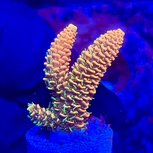 O3-H03-M10 || KFC Solomon Island Millepora SPS Frag WYSIWYG