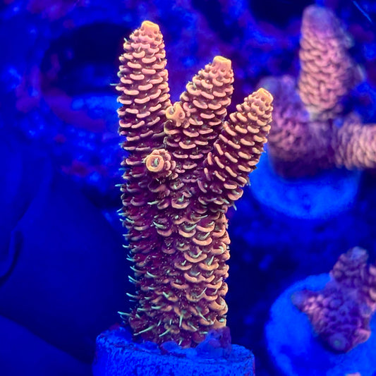 O3-H04-M10 || KFC Solomon Island Millepora SPS Frag WYSIWYG
