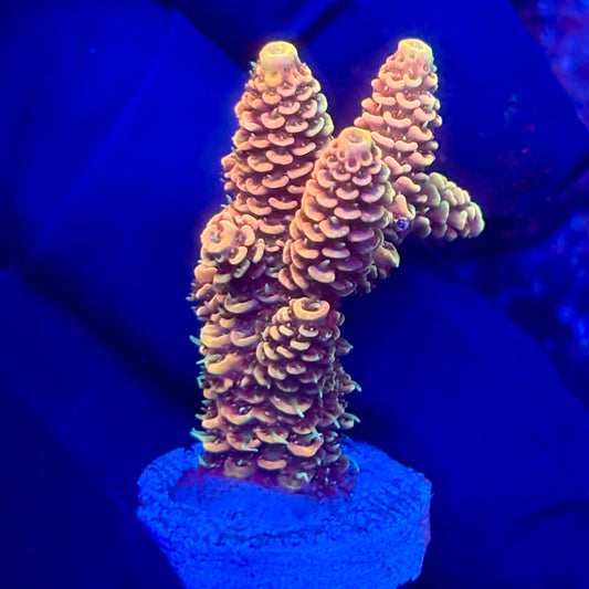 O3-H05-M10 || KFC Solomon Island Millepora SPS Frag WYSIWYG