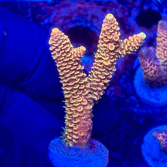 O3-H06-M10 || KFC Solomon Island Millepora SPS Frag WYSIWYG