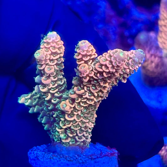 O3-H07-M10 || KFC Solomon Island Millepora SPS Frag WYSIWYG